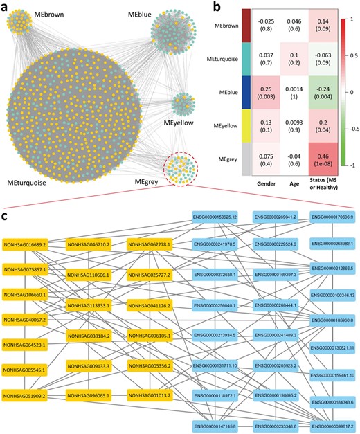 The coexpression network of eQTL lncRNAs and differentially expressed protein-coding genes. (a) Five clustered modules in the coexpression network. The scale of MEturquoise module is significantly increased compared with the others. The yellow and green nodes represent the eQTL lncRNAs and the differentially expressed protein-coding genes, respectively. (b) Heatmap of associations between modules and phenotype (including gender, age and disease status). Each row represents a module, and each cell contains the correlation $r$ and corresponding P-value (in brackets). The MEblue is associated with gender, and the MEgrey module is most relevant to MS, while there is no module associated with age. (c) Detailed information on the MEgrey.