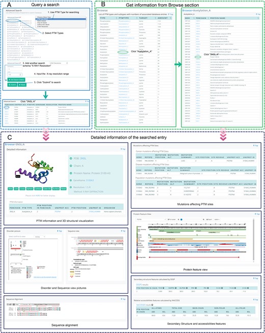Two different methods for data accessing in PRISMOID. (A) An example showing how to use the advanced function of PRISMOID. Here, two different search schemas were combined, PTM types (Acetylation A is selected) and the range of X-ray resolution (between 1 and 1.5); (B) An example illustrates how to explore the PTM data through the Browse webpage (Acetylation A and PDB chain 3NSL:A is selected); (C) Typical search result webpage using the PDB chain 3NSL:A as an example. The entry webpage consists of six major sections showing detailed information: PTM information and 3D structural visualization, mutations affecting PTM sites information, protein feature view, secondary structure and accessibilities features, disorder and sequence view pictures and sequence alignment.