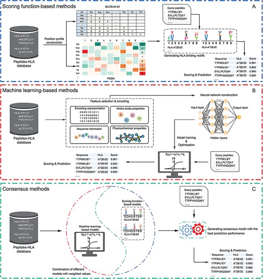 Graphical illustrations of (A) scoring function-based methods; (B) machine learning-based methods and (C) consensus-based methods. For each type of methods, the key steps are summarized and visualized. Scoring function-based methods predict peptide binding using a scoring function to generate the motifs of specific HLA alleles. Machine learning-based methods perform the prediction using well-trained models based on the training data sets. Consensus-based methods can predict peptide binding by integrating different peptide-binding prediction models.