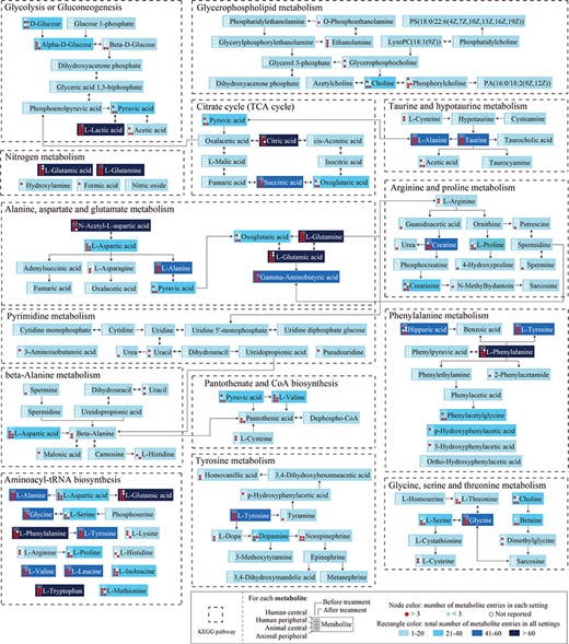 Metabolites and interactions in the 14 significantly altered metabolic pathways. Dotted boxes represent the significantly altered KEGG pathways (metabolic pathway analysis FDR < 0.05). Rectangles represent the metabolites in the pathways. For each metabolite, nodes in each row represent the number of metabolite entries in the human central, human peripheral, animal central and animal peripheral systems, respectively; nodes in the first and second columns represent the numbers of metabolite entries before and after treatment, respectively. Red node: number of metabolite entries ≥3; blue node: number of metabolite entries <3; hollow node: number of metabolite entries = 0. Colored rectangles represent the total number of metabolite entries across all eight settings, with darker colors representing larger numbers.