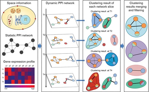 The flowchart of identifying protein complexes from dynamic PPI networks. First, using gene expression profiles and subcellular location data to project the static PPI network as different network slices to construct the dynamic PPI network. In each network slice, proteins are expressed at the same time point, and only the proteins in the same subcellular location can interact with each other. Second, clustering methods are performed on each network slice to generate clusters. Finally, merging or filtering highly overlapping clusters to form protein complexes.