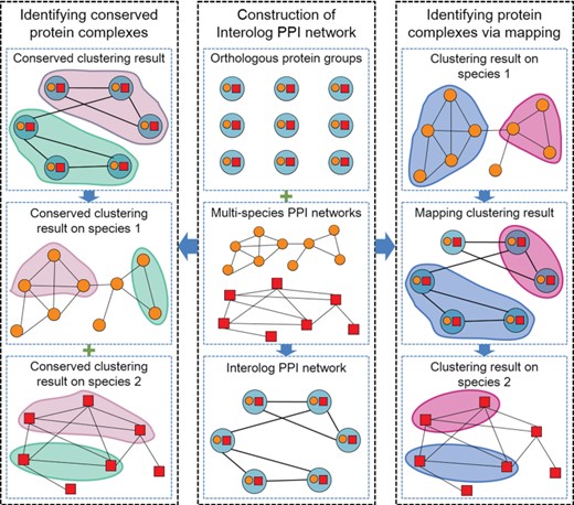 The flowchart of identifying protein complexes from interolog PPI networks. First, the interolog PPI network is constructed by aligning multiple species’ PPI networks. Then, the conserved protein complexes are identified by directly clustering the interolog PPI network. In addition, the orthology protein complex groups are identified by projecting the predicted protein complexes from the source species to other species via the interolog PPI network.