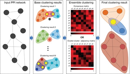 The flowchart of ensemble clustering methods. The base clusters are generated by applying different methods on the PPI network first, and then they are fused to construct a consensus matrix or a cluster-cluster adjacency matrix. Finally, protein complexes are identified from the consensus matrix or the cluster–cluster adjacency matrix.