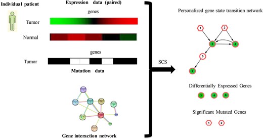 Overview of SCS to identify a personalized state transition network. For the gene expression data and gene mutation profiles (SNP and CNV) for individual patient, SCS identifies the differentially expressed genes and extracted the mutation genes and their close interactors as the personalized state transition network using the RWR algorithm and a randomization-based test in the directed gene interaction network.