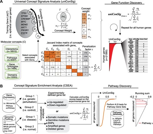 The schematic of the uniConSig and CSEA algorithms. (A) The uniConSig algorithm computes new gene functions underlying a certain disease or a biological process based on a training gene list and a gene knowledge database, which we termed molecular concept database. The training gene list is a collection of genes that carry out a specific biological function or drive certain diseases such as cancer. The molecular concept database integrates diverse sources of gene annotation data sets, including gene ontologies, pathways, interactions, domains, etc. Here, we define the concept weight (ωi) as the Jaccard index between a molecular concept of Genex and the training gene list; a given gene’s uniConSig score is calculated as the average concept weight of all concepts of Genex. The uniConSig algorithm eliminates the redundancies between the concepts of Genex through an innovative mathematical scheme penalizing their overlaps (Jij). A realistic example of molecular concept redundancy is shown in the middle–lower panel, in which the overlap (Jij) between concepts varies from 0 to 1. (B) The CSEA facilitates pathway discovery from an experimental gene list defined from genomics data. Using an experimentally defined gene set (i.e. differentially expressed genes, mutated genes, amplified or deleted genes, etc.) as training gene list, a uniConSig score can be calculated for each gene in the genome (red line), which is used to sort all genes in the genome. For gene expression data, differentially expressed genes can be identified, and the top up- or downregulated genes can then be used as a training gene list to calculate uniConSig scores for all human genes. To identify the pathways characteristic of the experimental gene set, the enrichment of all pathways (i.e. in the MSigdb c2cp or hallmark pathways) in this sorted gene list can be assessed by K-S tests. The resulting ES can be used as a quantitative measure of the functional association between these pathways with the experimentally defined gene set.