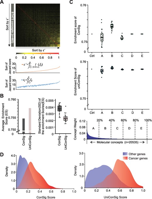 Benchmarking the performance of the uniConSig algorithm over simulated concept redundancy. (A) The effect of minor overlaps between molecular concepts on calculating the penalizing factor εi for concept redundancy. The Jaccard indexes between the 463 molecular concepts associated with the STAT3 gene are plotted in the upper heatmap. The concepts are sorted by the adjusted penalizing factor εi’ calculated with a Jaccard index cutoff of 0.05 (orange line, middle plot). In contrast, without adjustment, the minor overlaps (which are presumably biologically irrelevant) significantly inflate εi, which leads to the underestimation of ECW and ECN (blue line, lower plot). (B) The uniConSig algorithm outperforms the ConSig algorithm over simulated concept redundancy. Here, we randomly selected two-thirds of the CGC cancer genes as training gene list and the remaining one-third as testing gene set and repeated this process for 20 times to generate 20 pairs of training/testing gene sets. We then randomly duplicated 50% of the molecular concept database and repeated this for 20 times and calculated the ConSig and uniConSig scores based on each of the training gene list, as well as ES based on the paired testing gene set. The average ESs generated using ConSig and uniConSig are shown on the left panel, and the average SDs from 20 database duplications using each of the 20 training gene lists are shown on the right panel. (C) The uniConSig algorithm showed substantially improved performance over random duplications of selected concepts with different levels of overlaps with the cancer gene list. Here, we used the known cancer gene set generated by CGC as the training gene list and calculated its Jaccard index with each of the molecular concepts in the database as concept weights. Then the 20,535 all molecular concepts are divided into five groups (A–E) based on their different levels of overlaps with the CGC cancer gene list. We then randomly duplicated 50% of the concepts in each of these five groups for 20 times and calculated the ConSig or uniConSig scores. The performance of the resulting scores on prioritizing the known cancer genes are benchmarked with K-S tests. ‘Ctrl’ is the result of the original molecular concept database without concept duplications. (D) The uniConSig algorithm better separates known cancer genes from other human genes. ConSig scores and uniConSig scores were calculated based on the known cancer genes collected from CGC. Density plots of the known cancer genes (red) and other human genes (blue) are shown for ConSig scores (left) and uniConSig scores (right).