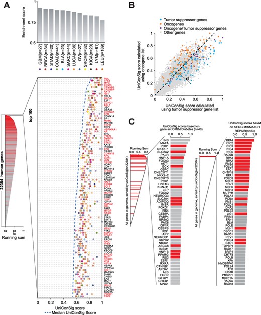 The applications of the uniConSig algorithm in the discovery of new gene functions. (A) Quantifying the role of human genes underlying different cancer entities based on the lists of known cancer genes for different cancers. Gene sets for different cancer types were collected from CGC. The resulting cancer gene ESs based on K-S tests for different cancer entities are shown at the top (gray columns). We calculated the cancer type-specific uniConSig scores for the human genome using these 12 cancer gene sets as training gene lists and then sorted all human genes by the median of their uniConSig scores (dashed blue line). The top five uniConSig scores for each gene are shown in the chart, which represent five different cancer types (different colored dots). Circles outlined in black indicate that the gene is included in the CGC database for that specific cancer type. Known cancer gene names are highlighted in red. The running sum of the random walk K-S test of CGC cancer gene set is shown to the left. Red lines are the genes that are on the CGC known cancer gene list. (B) uniConSig scores for Oncogenes and tumor suppressors. In this dot plot, the uniConSig scores calculated based on the oncogene gene set and tumor suppressor gene set from CGC are shown in y- and x-axis, respectively. The dashed line indicates the distinction line (D-line), which was calculated based on the ROC-like curve shown in Supplementary Figure S7, where we selected the D-line’s slope based on the maximum of the Youden index. Here, we define the distance of a gene to the D-line as ‘dConSig’ score. (C) Quantifying the functional relevance of human genes underlying diabetes or mismatch repair pathway based on the OMIM diabetes gene set or the KEGG mismatch repair gene set. uniConSig scores of each human gene were calculated based on OMIM diabetes gene set (left) or KEGG’s mismatch repair pathway gene set (right). Top 50 genes are shown in the plots. Red bars are the genes that are on the OMIM diabetes gene set (left) or KEGG mismatch repair pathway gene set (right).