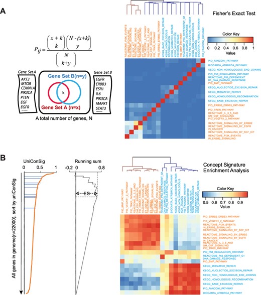 Quantification of the functional associations between different gene sets based on uniConSig scores. (A) Quantification of the functional associations between the selected growth factor pathways (orange) and DNA damage repair pathways (blue) by Fisher’s exact tests. P-values were −log 10 transformed and normalized to 1. (B) Quantification of functional associations by CSEA for the selected growth factor pathways (orange) and DNA damage repair pathways (blue). Pathways on the horizontal axis were used to calculate uniConSig scores; pathways on the vertical axis were used to calculate ESs. The clustering tree shows the CSEA was able to clearly distinguish the two groups of pathways. The matrix resulting from CSEA analysis is asymmetric as we used one pathway to calculate uniConSig scores and then performed enrichment analysis for the other pathway, so the results for each pair of pathways are slightly different when the order of the analysis is reversed.
