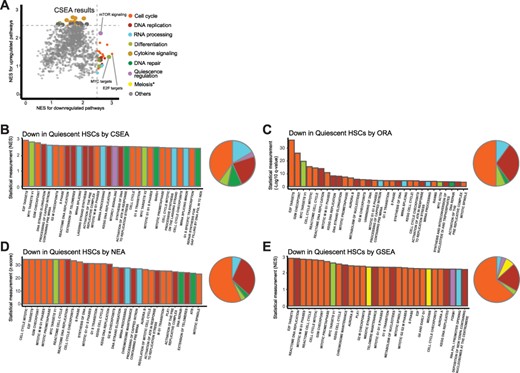 Differentially expressed pathways characteristic of quiescent HSCs revealed by CSEA and comparative analyses with ORA, NEA and GSEA methods. (A) Dot plot showing NESs of the pathways calculated based on the up- or downregulated gene lists in quiescent HSCs compared to active HSCs. Top 30 up- and downregulated genes-related pathways were painted with colors based on their classifications. (B) Bar chart showing the NES of top 30 downregulated pathways in quiescent HSCs compared to active HSCs revealed by CSEA. (C) Bar chart showing the −log 10 of q values for top 30 downregulated pathways in quiescent HSCs compared to active HSCs revealed by ORA. (D) Bar chart showing the z scores of top 30 downregulated pathways in quiescent HSCs compared to active HSCs revealed by NEA. (E) Bar chart showing the NES of top 30 downregulated pathways in quiescent HSCs compared to active HSCs revealed by GSEA. The pathways illustrated in B–E were painted with same colors as in A based on their classifications. The pie charts in B–E show the distribution of top 30 enriched pathways in different pathway classifications.
