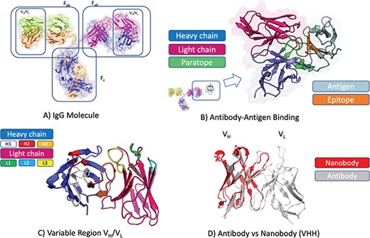 Antibody structure and binding. (A) Antibodies in soluble form often adopt the IgG isotype, a Y-shaped molecule consisting of two heavy chains (blue and amber) and two light chains (green and magenta). Each IgG molecule can be subdivided into an Fc and two Fab fragments through papain cleavage of the (hinge) region between these. At each end of a Fab fragment is a variable domain (VH/VL) involved in antigen binding. (B) Structure of an antibody VH(blue)/VL(magenta) in complex with cognate antigen (grey). The antibody paratope (light green) and antigen epitope (light brown) are highlighted. (C) Structure of an antibody VH(blue)/VL(magenta) highlighting the six hypervariable loops that make up the paratope; CDRH1 (white), CDRH2 (red), CDRH3 (amber), CDRL1 (green), CDRL2 (light blue), CDRL3 (yellow). (D) Comparison of antibody VH/VL domain (grey) and nanobody (red) structures. Nanobodies are devoid of the light chain, thus all the binding is mediated by the VH-homologous portion including its three CDR loops (CDRH1–3).