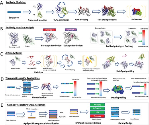Computational antibody methods schematic. (A) Antibody modelling produces three dimensional coordinates from the sequence of an antibody. Framework templates are identified and the VH/VL domains can be oriented with respect to each other if the two regions originate from different molecules. CDRs are modelled onto the framework followed by side-chain prediction and refinement of the entire structure by energy minimization. (B) Antibody interface prediction identifies the residues on the antibody (paratope) that are in contact with the antigen (epitope). This is a special case of molecular docking in which the antibody–antigen docking aims to recapitulate the complex between the antibody and the antigen. (C) Antibody design optimizes the binding of an antibody against an epitope of choice through a series of modelling, docking and energy minimization steps. In ab initio design, novel paratopes are generated computationally and their structural stability and binding propensity against the cognate epitope assessed by energy functions. Hotspot grafting involves transferring known interaction motifs from the antigen partner protein to an antibody template. (D) Antibodies need to be immunologically safe and have favorable biophysical properties in order to be administered to humans. Humanization involves modifying an animal-derived sequence to resemble one with a higher degree of human amino acid content without affecting its affinity and specificity. Developability-specific applications annotate regions on the surface that might lead to poor solubility or aggregation altogether. (E) Entire antibody repertoires can be used to draw information on the mechanics of the adaptive immune system. Identification of antigen-specific sequences post-vaccination can identify antibodies that could bestow passive immunity. The dynamic state of the repertoire can be analyzed to identify diseases in the organism. The diversity of antibodies can be harnessed to create surface display libraries recapitulating naturally evolved preferences and advantages.