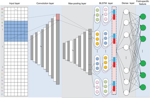 The network architecture of CNN-BLSTM to extract fold-specific features from profiles (PSSMs and PSFMs).