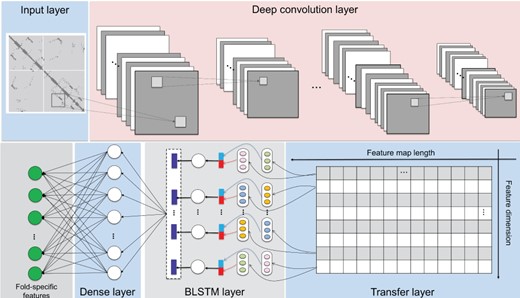 The network architecture of DCNN-BLSTM to extract fold-specific features from CCMs.