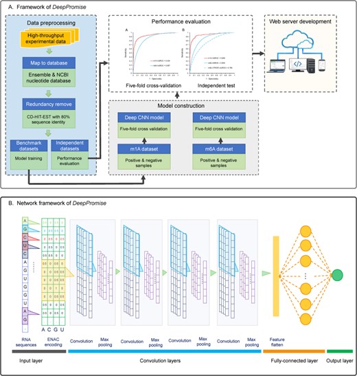 Overview of DeepPromise. Summaries of the (A) architecture and (B) structure of the CNNs used in this study.