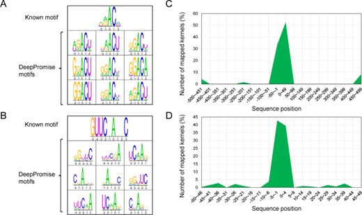 Comparative analysis of DeepPromise motifs, those previously identified, and the distributions of their kernel-mapped positions. Comparison of the motifs learned by DeepPromise with (A) the known ‘DRACH’ motif in m6A sites, (B) the known ‘GUUCNANNC’ motif in m1A sites. (C) Distributions of the kernel-mapped positions in m6A sites with sequence length of 1001, (D) in m1A sites with sequence length of 101.