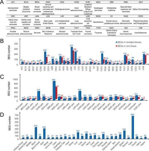 Landscape of SEG distribution in cancers and paracancerous and normal tissues. (A) Abbreviations and full names of 33 TCGA cancer types. (B) Numbers of SEGs in 33 cancers. (C) SEG numbers in 24 paracancerous tissues. (D) Numbers of SEGs in 30 normal tissues. Blue and red bars denote SEGs in multiple tissues and single tissues, respectively.