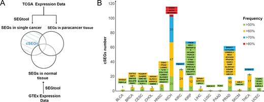 cSEG screening and distribution in 15 cancers. (A) Flow chart of screening cSEGs. (B) Numbers and frequency pattern of cSEGs in 15 cancers. Green, yellow, blue and red bars denote cSEGs with a frequency of high expression higher than 50%, 60%, 70% and 80%, respectively. Gene names with background colors are the corresponding genes with the same color in the bars below.
