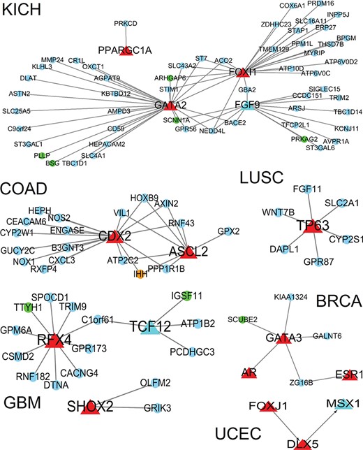 Regulatory network for specifically expressed TFs in six cancers and the target genes from SEGs. Red triangles, TF; circles, target genes; red: nonprognosis-related TFs; light blue triangle: prognosis-related TFs; orange, drug-target related target genes; blue: nonprognosis-related target genes; green: prognosis-related target genes.