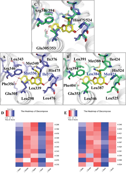 The binding modes of (WAY-244)-ERβ (PDBID:1x78, A) and (WAY-244)-ERα (PDBID:1x7e, B) based on crystal structures, calculated binding mode (C) and decomposition result of ERβ and ERα (D, E). The cartoon was colored with white, WAY-244 was colored with yellow and important residues of ERβ and ERα were colored with purple (A) and green (B). Two different residues in the binding domains were highlighted with blue residue names (ERβ: Met336, Ile373; ERα: Leu384, Met421). The crystal structures rotated 180° in the horizontal direction were shown in Supplementary Figure 4. The residues with the contribution in the top 10 were arranged from top to bottom according to the energy (‘△GB’) from large to small, and values were centered and scaled in the row direction presented in heat-map colored from red (−1.5) to blue (1) (D, E).