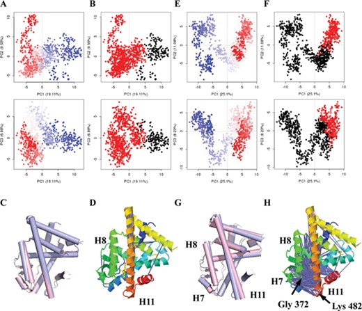 The PCA cluster of conformations and dynamic residues cross-correlation results of (WAY-244)-ERβ from Int_mod (A, B, C and D) and Str_mod (E, F, G and H). PCA results for a trajectory with trajectory frames colored from blue to white to red in time order (A, E). The snapshots were divided into two clusters (black and red) according to top 3 PC-spaces shown in the PC subspace (B, F). Two conformations from two clusters were superimposed. They were shown in C and G. The conformation of the first type was shown in light blue, and the conformation of the second type was shown in light pink. The residue correlation was shown based on the 3D structure of (WAY-244)-ERβ (D, H), with the cartoon colored with rainbow from the N-terminus (blue) to the C-terminus (red). The pink lines depict a pair of residues with correlation coefficient >0.8, and the blue lines depict a pair of residues with correlation coefficient <−0.4. Corresponding DCCMs were shown in Supplementary Figure 8.