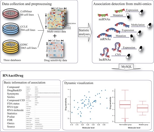 Flowchart of the RNAactDrug pipeline. The pipeline starts with data collection and preprocessing from CellMiner, CCLE and GDSC, which consists of expression, copy number variation, mutation, methylation and drug sensitivity data. Next, the preprocessed data are sent to statistical analyses to identify significant associations between RNAs and drug sensitivity at different omics levels. In the final step, RNAactDrug is constructed for storing the comprehensive information about the associations.