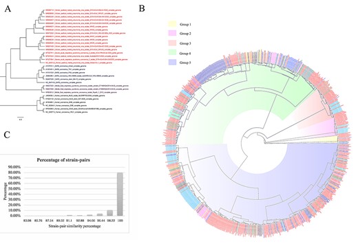 Genetic analysis of novel coronavirus (2019-nCoV), severe acute respiratory syndrome (SARS) virus and human coronaviruses 229E, NL63, OC43 and HKU1. Phylogenetic analysis of the 2019-nCoV gene: (A) coronavirus phylogenetic tree and (B) phylogenetic tree of 746 strains of 2019-nCoV. Strains from different regions are shown in different colours. Those marked red are from China. (C) Histogram of similarity distributions between all the strain pairs. The minimum and maximum pair-wise similarities were 82.2% and 100%, respectively.
