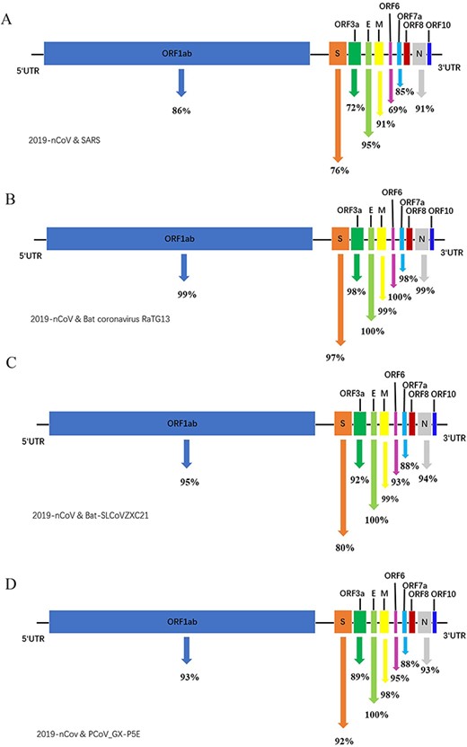 Coronavirus genome comparison. (A) A comparison between severe acute respiratory syndrome (SARS) virus (FJ882963) and novel coronavirus (2019-nCoV) (MN908947). (B–C) Comparison of coronavirus 2019-nCoV and two bat coronaviruses (RaTG13 MN996532 and Bat-SLCoVZX21 MG772934). (D) Comparison of 2019-nCoV and pangolin coronavirus (MT040336).
