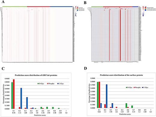 Heat map of predicted phosphorylation sites and N- and C-linked glycosylation sites. The ordinate of the heat map represents the different strains, and the abscissa represents the potential modification sites after the prediction. C-linked glycosylation in blue, O-linked glycosylation in green and phosphorylation in red. Different sites have different scores. The sites with high scores are shown in red. The higher the score, the darker the red. (A) Prediction scores of ORF1ab. (B) Prediction scores of the surface protein. (C) Prediction score distribution of the three PTM types on ORF1ab. (D) Prediction score distribution of the three PTM types on the surface protein. The two scores for each horizontal axis point were the upper bounds of the prediction scores of glycosylation and phosphorylation sites, respectively. The terms O-Glyc, C-Glyc and Phospho refer to the O-linked and C-linked glycosylation sites and phosphorylation sites, respectively.