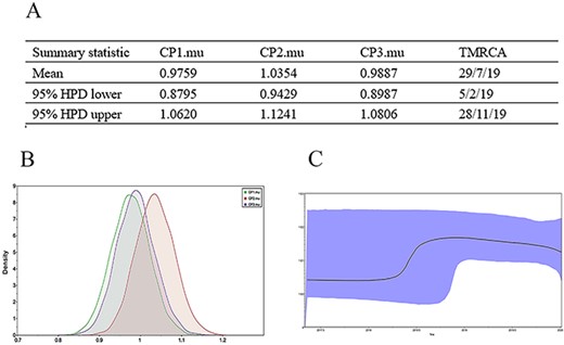 Codon mutation rate and TMRCA of 2019-nCoV and skyline plot. (A) The codon substitution rate and TMRCA of novel coronavirus (2019-nCoV) were estimated using BEAST. (B) The codon substitution rate of 2019-nCoV was estimated using the Bayes-Markov chain method and is the result of BEAST run using Tracer analysis. (C) Dynamic study of the 2019-nCoV genetic diversity using the Bayesian skyline plot. The thick solid line is the median estimate and the dotted line shows the 95% confidence interval. The abscissa is time and the ordinate is the effective population size.