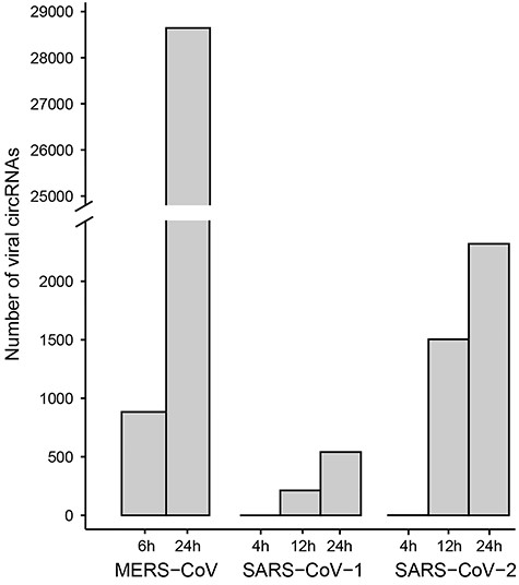 The number of viral circRNAs identified in the progressive infection of MERS-CoV, SARS-CoV-1/2.