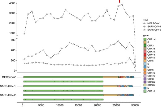 The number of viral circRNAs located within each kilobase along the viral genomes in MERS-CoV (square), SARS-CoV-1 (circle) and SARS-CoV-2 (triangle). (A) circRNA was considered to be located in a kilobase if it overlapped with the region. Genes encoded in each virus were colored according to the figure legend. The nonstructure proteins encoded in ORF1ab was shown below the ORF1ab gene.