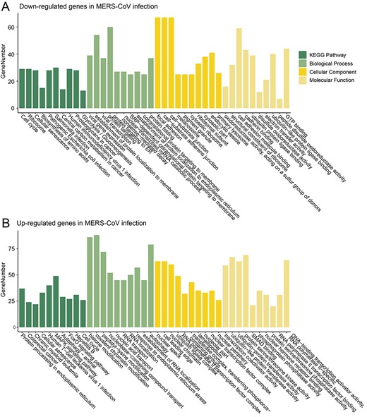 Functional enrichment analysis of up- and down-regulated genes in viral infection of MERS-CoV in Calu-3 cells at 24 hpi.