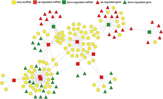 The ceRNA network of viral circRNA, host miRNA and mRNA in SARS-CoV-2. Red represents up-regulation, and green represents down-regulation. Viral circRNAs, host miRNAs and mRNAs in the networks are represented as circles, squares and triangles, respectively.