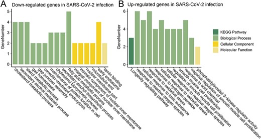 Functional enrichment analysis of up- and down-regulated genes in viral infection of SARS-CoV-2 in Calu-3 cells at 24 hpi.