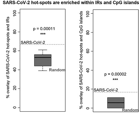 Overlay of SARS-CoV-2 hot-spot mutations with IRs in SARS-CoV-2 genome (left) and with CpG islands in SARS-CoV-2 (right) and comparison with random mutations (boxplots). One-sample t-test was used. *** indicates P-value < 0.001.