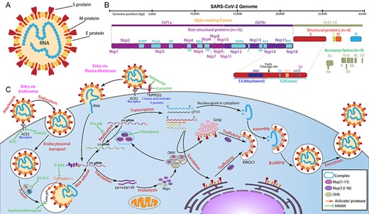 Structure, genome and replication cycle of SARS-CoV-2. (A) Structure of SARS-CoV-2, (B) It is a single-stranded positive-sense RNA virus with a length of 29.3 kb. SARS-CoV-2 genome with sixteen non-structural proteins, nine accessory factors and four structural proteins. (C) Depicting the replication cycle of SARS-CoV-2 with the potential inhibitors (green) against different stages (red).