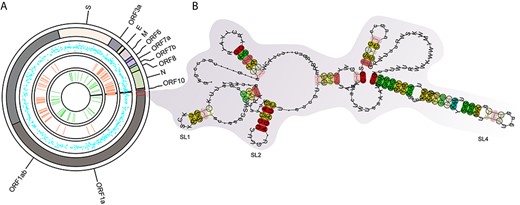 The conserved RNA structures in SARS-CoV-2. (A) The genome-wide RNA structure features were plotted on the SARS-CoV-2 genome. From outer to inner circle: 1, SARS-CoV-2 genome with annotation; 2, z-scores of RNA secondary structures predicted by Scanfold (blue dot). The less z-score, the RNA secondary structure more stable. 3, conversation regions between SARS, SARS-CoV-2 and SARS-related bat coronaviruses (light-salmon rectangle). 4, the predicted SECReTE RNA motifs (green rectangle). (B) the conservated SL-1, SL-2 and SL-4 predicted at the 5′-terminal of SARS-CoV-2.