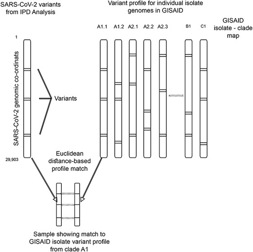 Conceptual algorithm to compute and assign phylogenetic clades based on the variants obtained in a sample, using GISAID-based IPD variation database as reference.