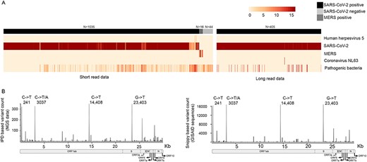 Integrated pathogen quantification and variant analysis using IPD (A) heatmap representation of the pathogens having minimal burden of 1 FPM in at least 1% of the samples in both short-read (left-panel) and long-read (right panel) data. The sample set consisted of 1440 SARS-CoV-2–positive (1035 short and 405 long read), 16 MERS-positive and 44 SARS-CoV-2–negative samples. Left panel shows bacterial pathogens summed up into a single entity in the plot as ‘Pathogenic bacteria’. A detailed heatmap of bacterial pathogens has been provided in Supplementary Figure S3 available online at https://dbpia.nl.go.kr/bib. (B) IPD-based variant analysis of publicly available SARS-CoV-2–positive sequencing samples; left panel shows the position-wise mutation count generated by IPD variant analysis of short- (n = 1095) and long-read (n = 405) sequencing data. The right panel shows the mutation distribution of the Snippy-based variant analysis of the GISAID genomes (n = 23 376). The hotspot mutation positions (241, 3037, 14 408, 23 403) are marked in the plot along with the common mutant alleles observed in the IPD-based and Snippy-based analysis, respectively. X-axis (bottom) shows the overlay of the gene annotations of the SARS-CoV-2 (arrows are used to indicate specific genes in the genome).