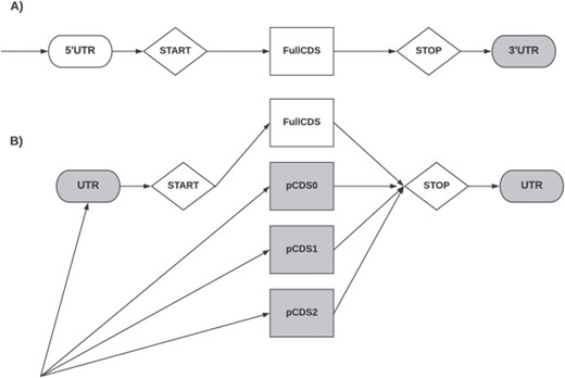 The two GHMMs representing transcripts. (A) Full transcript model, gray figures represent final states, the arrows represent the flow of the architecture, indicating only one initial state, 5$^\prime $UTR. (B) Partial transcript model, gray figures represent final states, the arrows represent the flow of the architecture. The four states represented by circles are states with explicit duration distribution that emit the protein-coding region: fullCDS, pCDS0, pCDS1 and pCDS2. The state fullCDS models a complete coding region. The states pCDS0, pCDS1 and pCDS2 represent partial coding regions that start, respectively, at frame 0, 1 and 2. The state labeled UTR can be used to represent either the 5$^\prime $UTR or the 3$^\prime $UTR. The 3$^\prime $UTR state represents 3$^\prime $UTRs. The states Start and Stop in diamonds have a fixed length duration, and they represent the start codon and stop codon, respectively.
