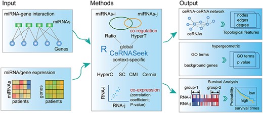 The flowchart for identifying ceRNA–ceRNA interactions based on CeRNASeek package. The users can input the miRNA–gene regulation and/or miRNA, gene expression profiles across patients and/or MRE. The global or context-specific ceRNA–ceRNA interactions can be identified based on co-regulation of miRNAs and co-expression and MRE relation pairs between genes of interest. Finally, the constructed ceRNA–ceRNA network can be displayed and several topological features can be outputted or exported to a file. The user can perform functional enrichment and survival analysis based on the predicted ceRNA pairs.