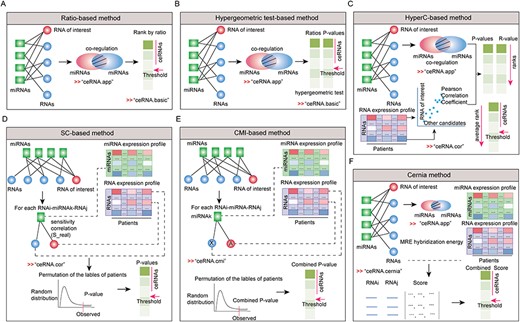 The methods for identifying miRNA-mediated ceRNA interactions. (A) Ratio-based method. (B) HyperT method. (C) Combination of hypergeometric test and co-expression correlation method. (D) SC-base method. (E) CMI-based method. (F) The cernia-based method.