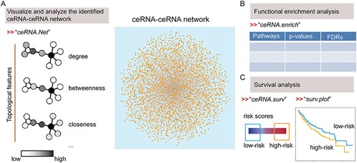 The modules in CeRNASeek for analysis of predicted ceRNA interactions. (A) CeRNA network construction and topological features analysis. (B) Functional enrichment analysis based on hypergeometric test. (C) Survival analysis based on ceRNA ternary relationship pairs.