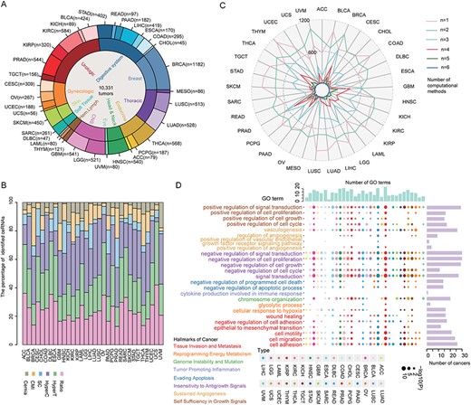 Global landscape of PTEN-associated ceRNAs across cancers. (A) Distribution of cancer types and samples in the analyzed cohort. (B) Proportion distribution of ceRNAs identified by six methods across 33 cancer types. (C) Quantitative statistics of ceRNAs identified by multiple methods in different cancers. (D) The enrichment analysis of cancer-related hallmarks and go terms of ceRNA across 33 cancers; the same color represents the GO terms from the same hallmark. The barplot on the right side of the main image represents the number of times a term appears in 33 cancers. The upper barplot represents the number of terms that appear in a certain cancer. Different colors of the legend represent different cancer hallmarks, and GO terms in the same hallmark are represented by the same color.