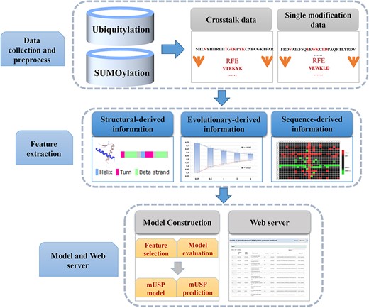 The workflow of mUSP.