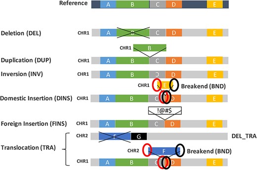 Definition of SV types. A ‘normal’ representation of the reference genome (dark blue background) with five schematic regions (labelled A–E) is shown at the top. Below are different representations of rearranged genomes (grey background), relative to the reference, corresponding to each of the SV types: DEL, DUP, INV, INS (DINS or FINS) and TRA. DINS and TRA can be represented by two pairs of BND.