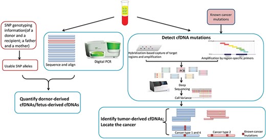 The general steps of estimating the TOOs of cfDNAs in cfDNA mutation-based methods.
