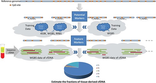 The general pipeline of methylation region-based methods.