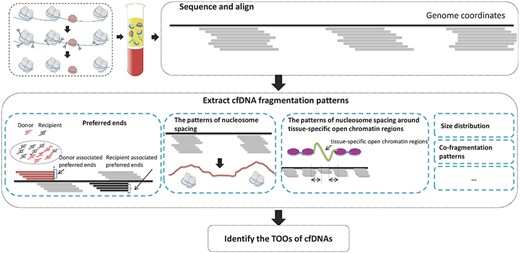 The general pipeline of cfDNA fragmentation pattern-based methods.