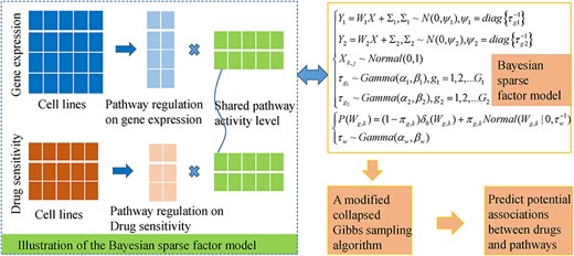 The flowchart of a Bayesian sparse factor analysis model of iFad to infer potential drug-pathway associations by analyzing the gene expression and drug sensitivity datasets measured under different human cancer cell lines.